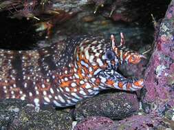 Image of Leopard moray eel