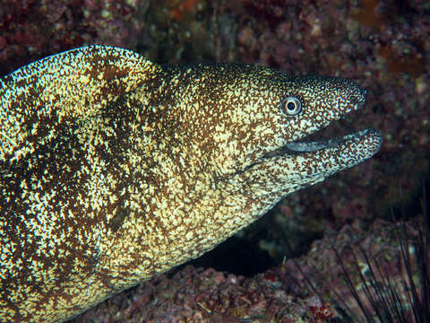 Image of Kidako moray