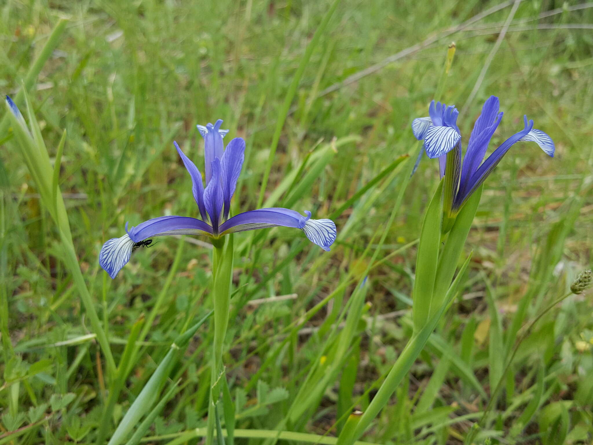 Image of Iris sintenisii Janka