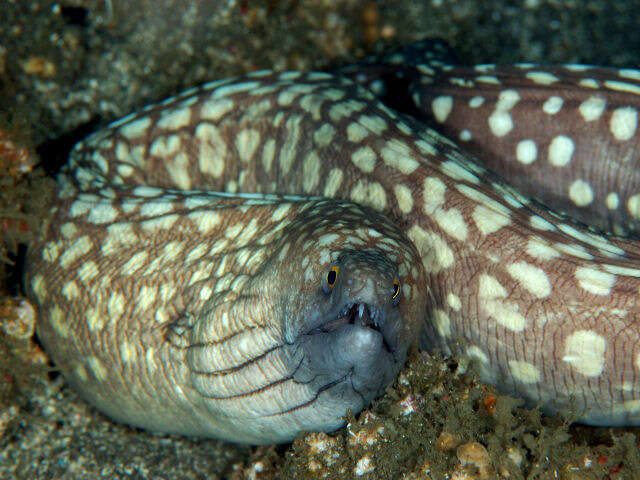 Image of Australian mottled moray