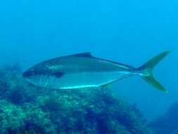 Image of California Yellowtail