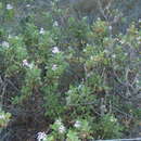 Image of oakleaf garden geranium