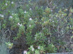 Image of oakleaf garden geranium