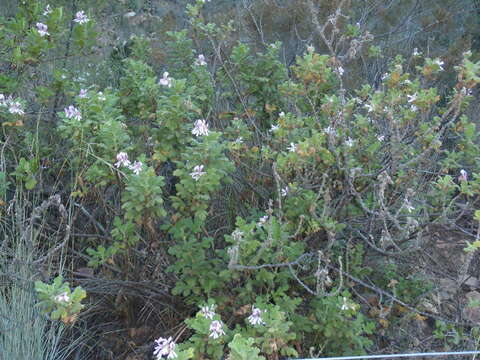 Image of oakleaf garden geranium