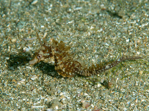 Image of Japanese Seahorse