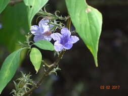 Strobilanthes integrifolius (Dalz.) Kuntze resmi