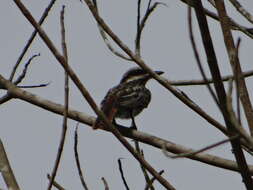 Image of Streaked Flycatcher