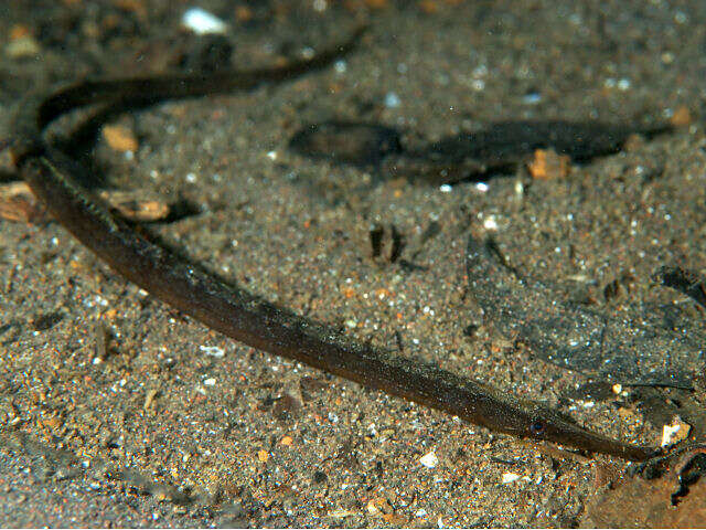 Image of Pacific Seaweed pipefish