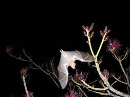 صورة Leptonycteris yerbabuenae Martínez & Villa-R. 1940