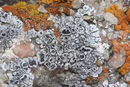 Image of Hoary cobblestone lichen;   Cracked lichen