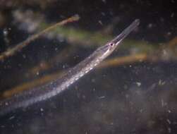 Image of Pacific Seaweed pipefish