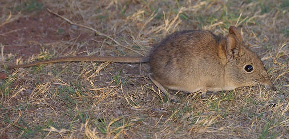 Image of Eastern Elephant-shrew