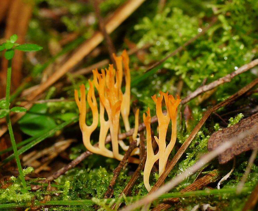 Image of Ramariopsis crocea (Pers.) Corner 1950