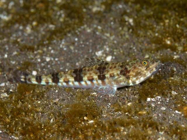 Image of Variegated lizardfish