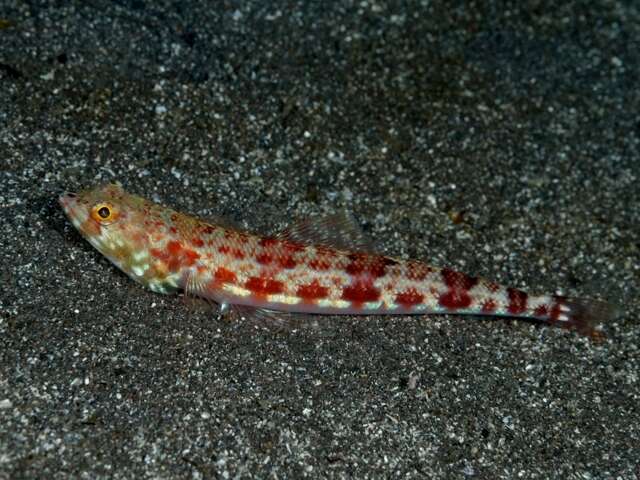 Image of Variegated lizardfish