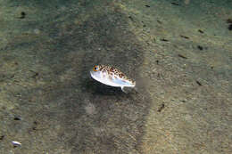 Image of Halstead's Toadfish