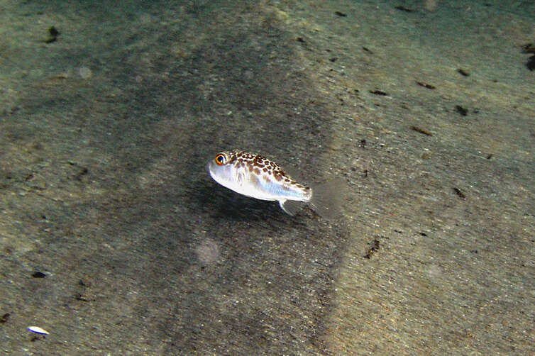 Image of Halstead's Toadfish