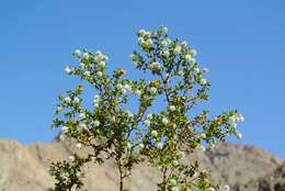 Image de Larrea tridentata (Sesse & Moc. ex DC.) Coult.