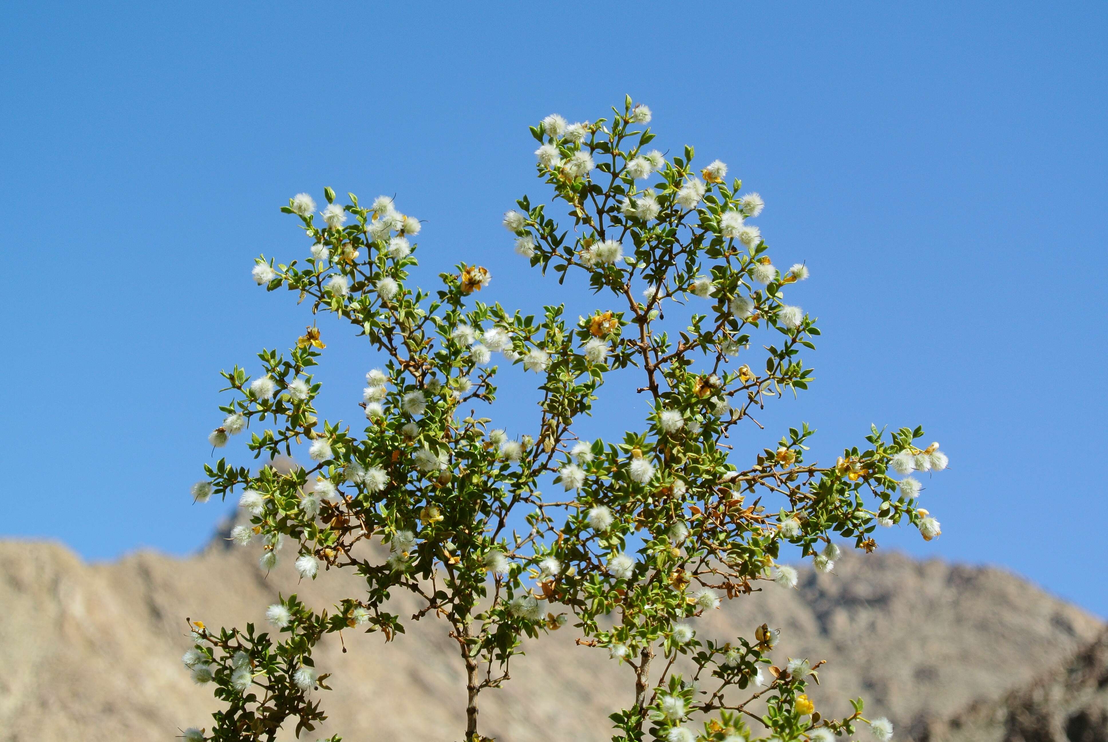 Image of creosote bush