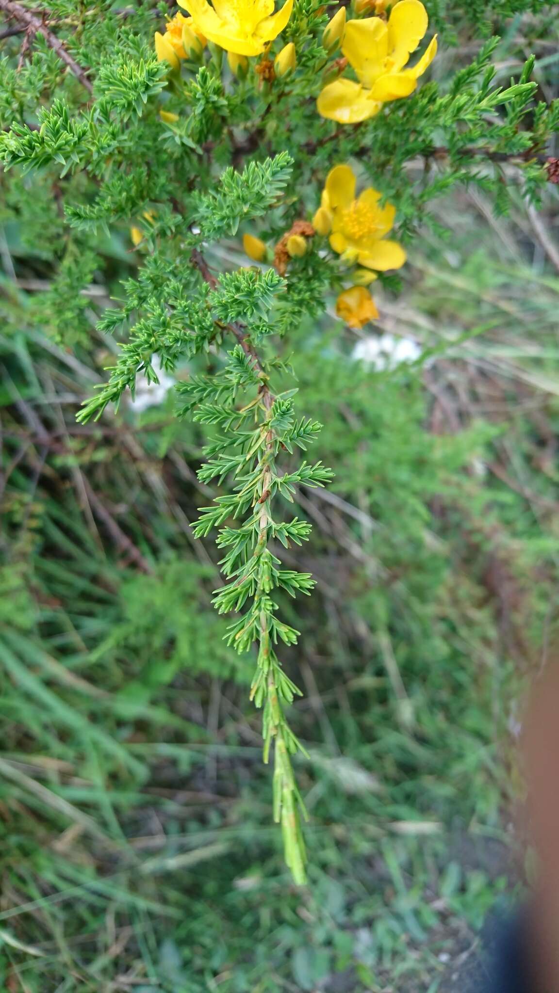 Image of Hypericum laricifolium Juss.