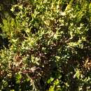 Image of Genista tridentata subsp. cantabrica (Spach) Nyman