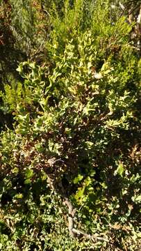 Image of Genista tridentata subsp. cantabrica (Spach) Nyman