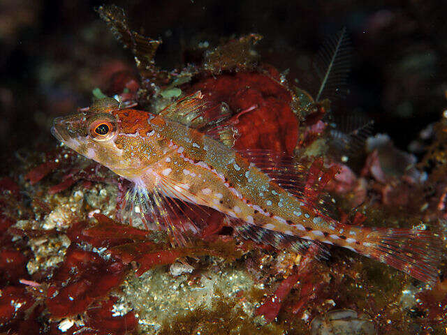 Pseudoblennius resmi