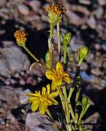 Image of Gutierrezia mandonii (Sch. Bip.) Solbrig