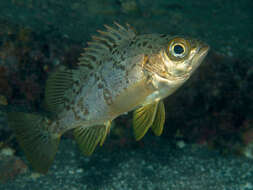 Image of Dark-banded rockfish