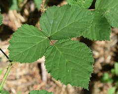 Image of Himalayan berry