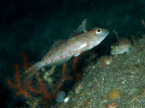 Image of Pseudoblennius