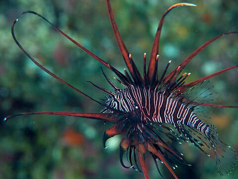 Image of Red lionfish