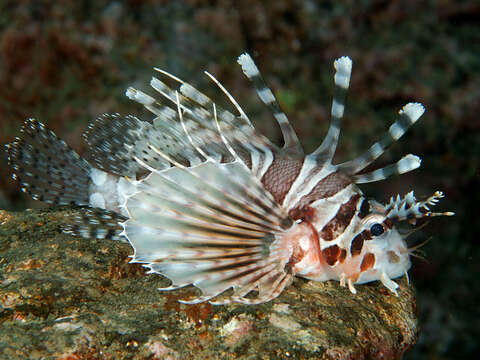 Image of Zebra lionfish