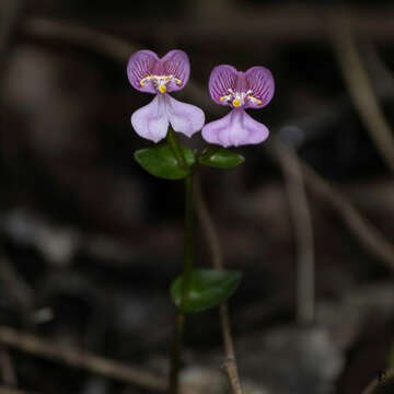 Image of Nilgiri disperis