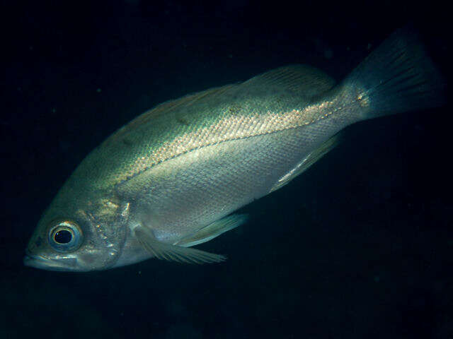 Image of Japanese Black Seaperch