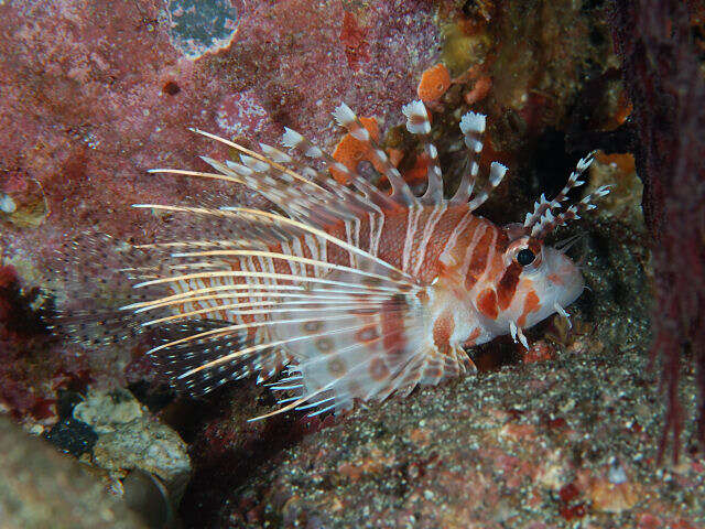 Image de poisson-scorpion à antennes