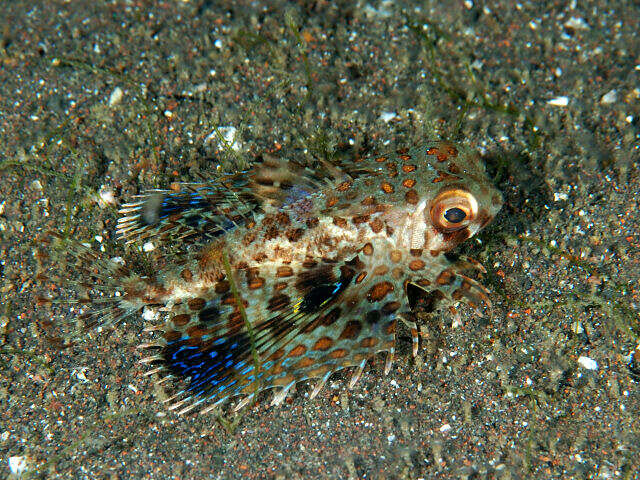 Image of Oriental flying gurnard