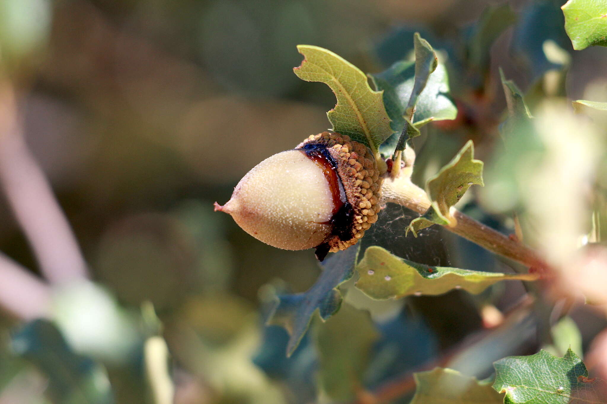 Image of Lonsdalea quercina