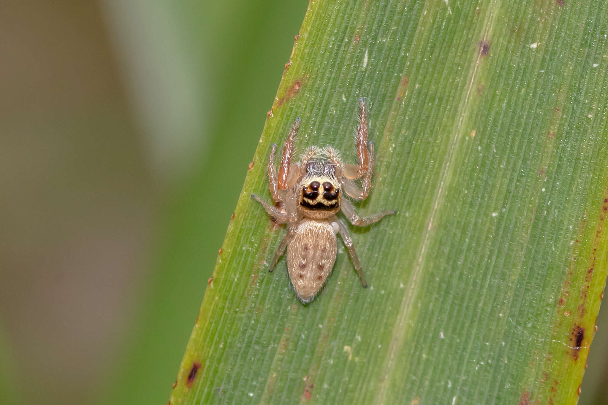 Image de Opisthoncus nigrofemoratus (L. Koch 1867)