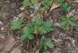 Image of dwarf cinquefoil