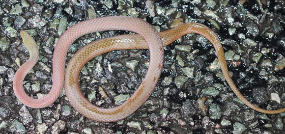 Image of Yellow-Faced Whip Snake