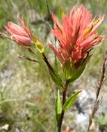 Image of giant red Indian paintbrush