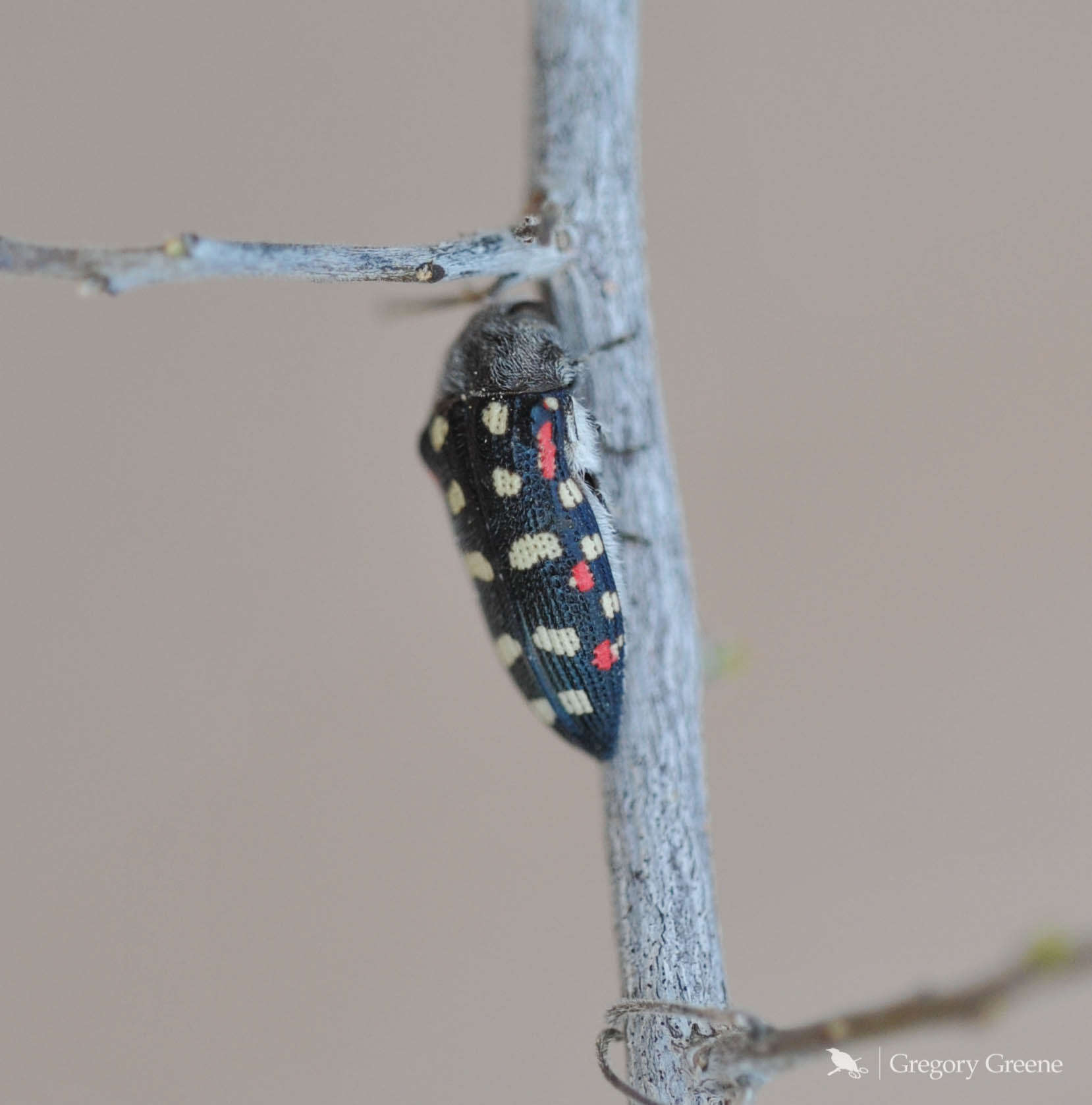 Слика од Acmaeodera gibbula Le Conte 1858