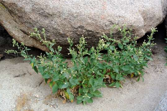 Image of desert tobacco,