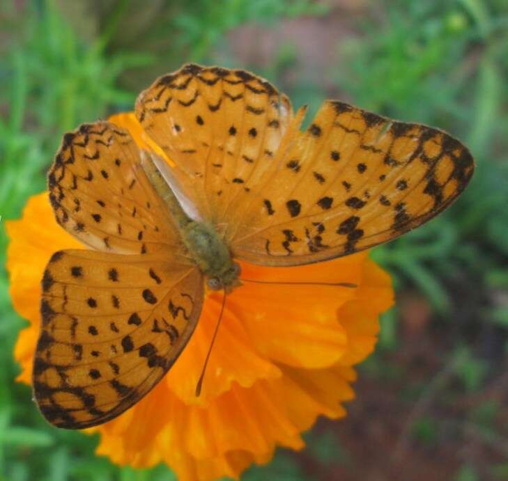 Image of Common Leopard