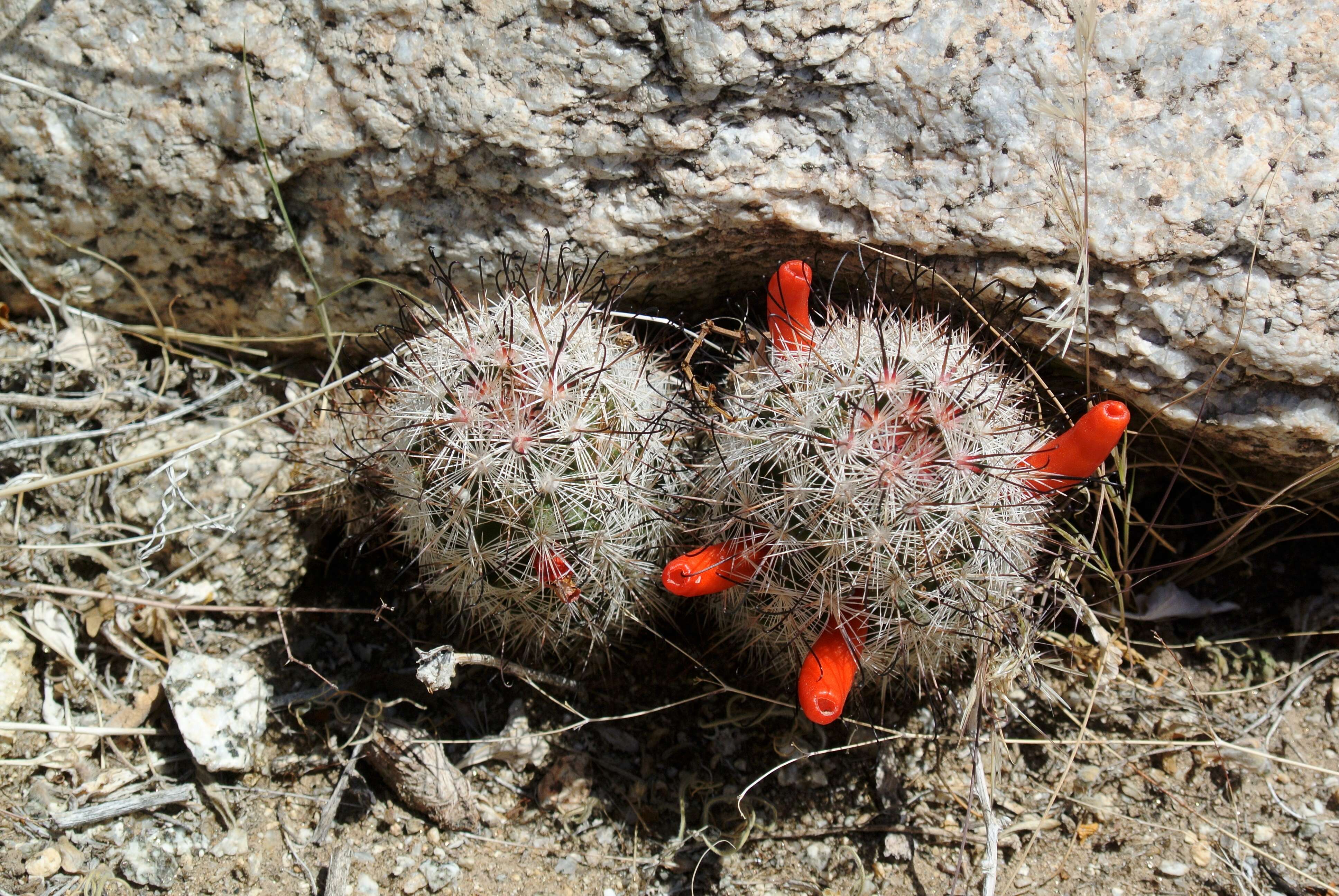 Image de Mammillaria tetrancistra Engelm.