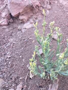 Image of Menonvillea pinnatifida Barnéoud