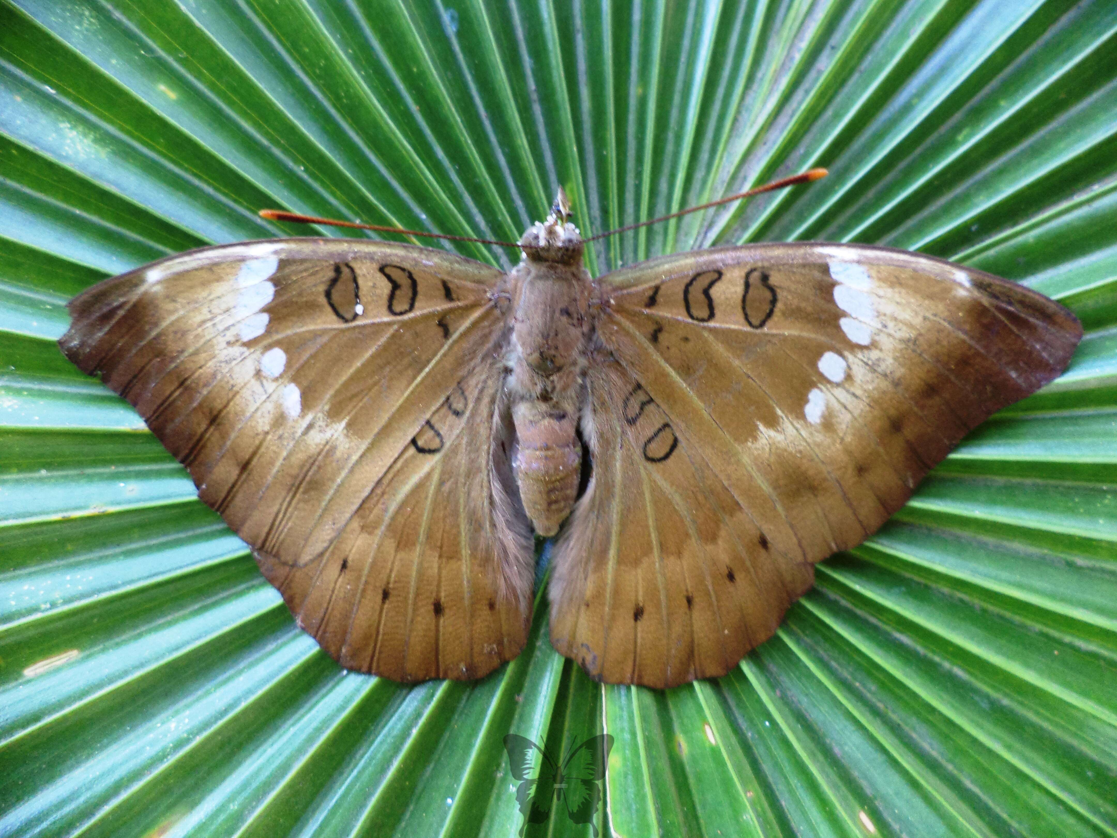 Image of Euthalia aconthea Cramer 1779