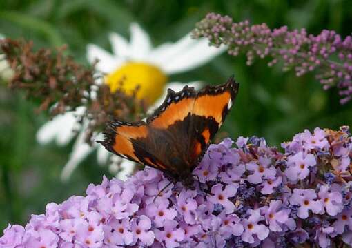 Image of Milbert's Tortoiseshell