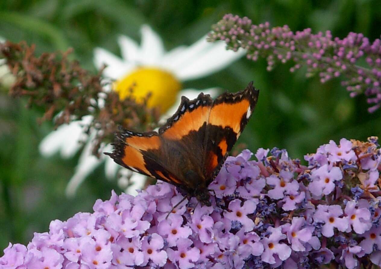 Image of Milbert's Tortoiseshell